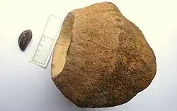 Paradiesnüsse (von versch. Lecythis-Arten; Lecythis pisonis, Lecythis ollaria, Lecythis chartacea, Lecythis zabucajo)