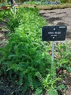 Wickentriebe (Linsen-Wicke, Zaun-Wicke)