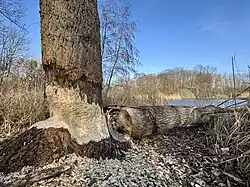 Lehmlache Lauer mit Biberfraß an stehender Pappel