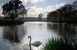 Blick über eine Biegung des Flusses Leie bei gutem Wetter. Einige Bäume stehen rechts und links des Ufers und ein Schwan schwimmt im Vordergrund