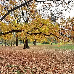 Der Park im Herbst