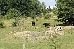 Wasserbüffel und Przewalski-Pferde