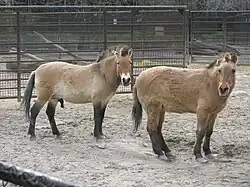 Przewalski-Pferde (Equus przewalskii)