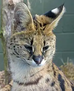 Frontalaufnahme des Servalkopfes mit leicht gesenktem Blick, wodurch auch die auffällige Färbung auf der Rückseite des linken Ohres sichtbar wird.