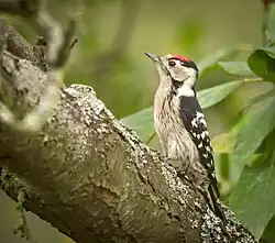 Kleinspecht (Dryobates minor)