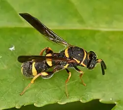 Leucospis affinis ♀