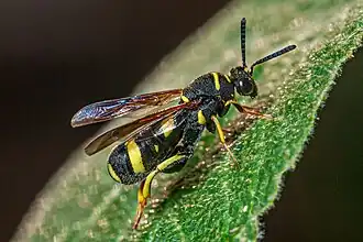 Weibchen, der Ovipositor über dem Hinterleib erkennbar