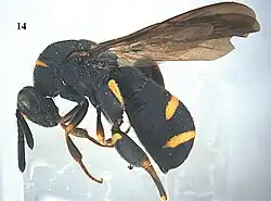 Leucospis japonica ♂