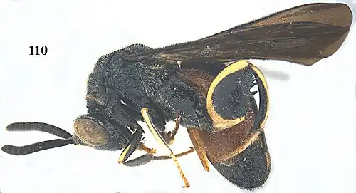 Leucospis petiolata ♀