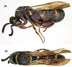 Leucospis yasumatsui ♀