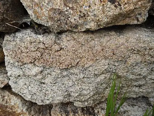 Normalfazies des Saint-Mathieu-Leukogranits mit beginnender S/C-Strukturierung