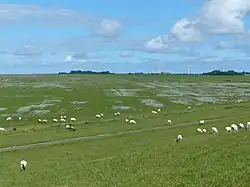 Salzwiesen „Buscher Heller“ am Ostufer der Leybucht. Über der linken Baumgruppe hinter dem Deich der historische Sendemast von Norddeich Radio