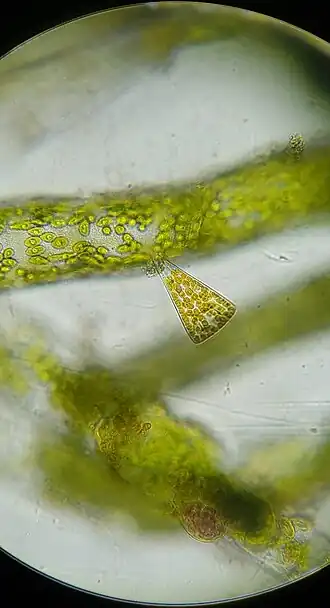 Licmophora sp., Harbor Walk East, Vorschaubild für Charleston (South Carolina) Charleston (South Carolina)
