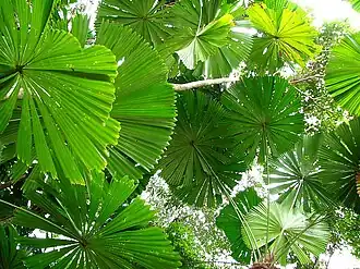 Strahlenpalme (Licuala ramsayi)