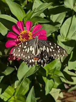 Papilio demoleus in behbahan