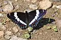 Limenitis arthemis arthemis