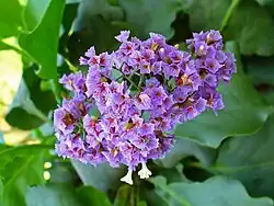 Limonium arborescens