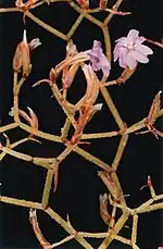 Limonium strictissimum