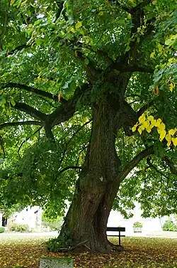 Löffelsterz, Dorflinde