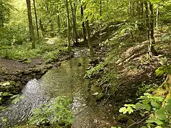 Linkläuer Bach – rechter Nebenbach des Lobachs