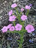 Weichhaariger Lein[8] (Linum pubescens)