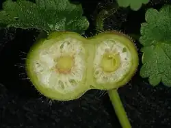 Geöffnete Galle der Gundermann-Gallwespe (Liposthenes glechomae)