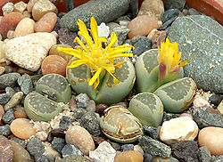 Lithops hallii