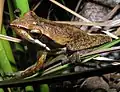 Litoria adelaidensis