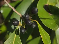 Litsea cubeba (ähnliches Bild) (Ersatz für Kubeben-Pfeffer) (auch Wurzeln, Blätter, Blüten) (auch Litsea pipericarpa)