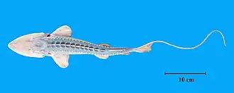 Großer Amudarja-Schaufelstör (Pseudoscaphirhynchus kaufmanni)