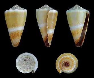 Conus lividus