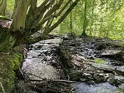 Lobach-Steilufer mit unterspülten Begleitbäumen