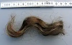 Eine zehn Zentimeter lange mittebraune gelockte Haarsträhne neben einem Zollstock liegend