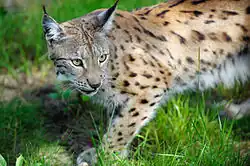 Fotos einer im Gras stehenden Raubkatze