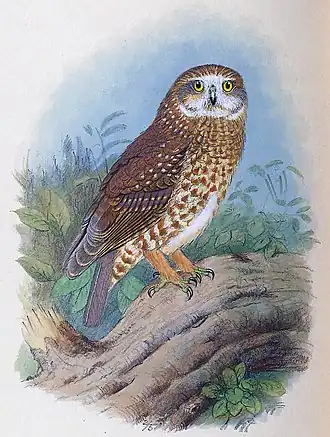 Lord-Howe-Kuckuckskauz aus Gregory Mathews: Birds of Australia 1910–1928