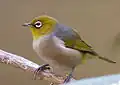 Lord Howe White-eye