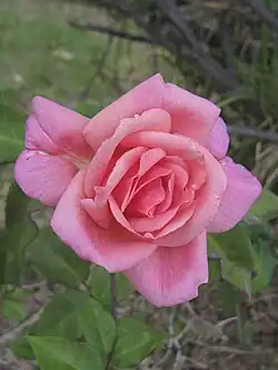 ‘Lorraine Lee’, Alister Clark, 1924