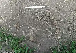 Wolfslosung mit Haaren der Beutetiere