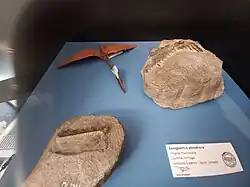 Lourinhã Lusognathus