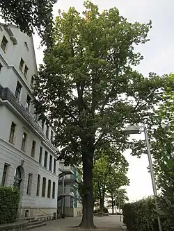 Lutherlinde Leutewitz