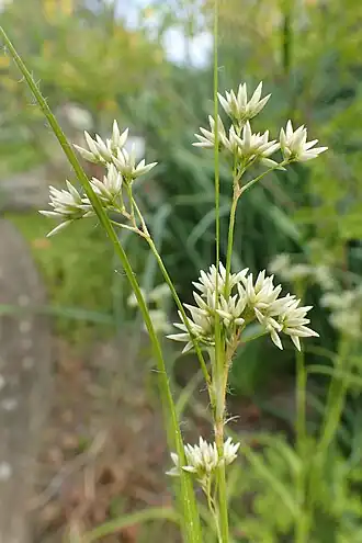 Schnee-Simse (Luzula nivea)