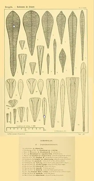 Licmophora, Arten und Varietäten mit detlicher Unterteilung
