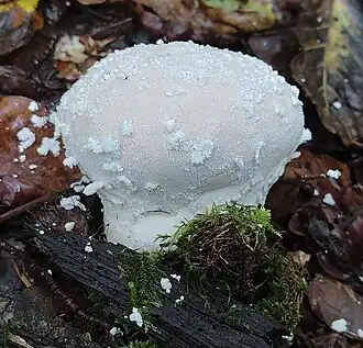 Flocken-Stäubling Lycoperdon mammiforme