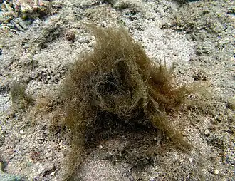 Kolonie von Lyngbya majuscula