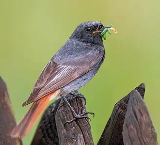Männlicher Hausrotschwanz (Phoenicurus ochruros gibraltariensis) mit Beute