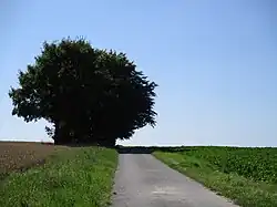 Historischer Grenzweg mit Landwehr zwischen der Gemeinde Möhnesee und Soest.