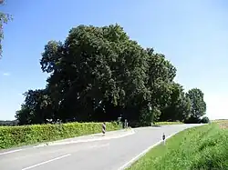 Die alten Linden am Ehrenmal sind ein Naturdenkmal. (2024)