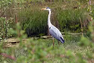 Ein Graureiher wartet auf Beute