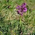 Kleines Knabenkraut (Anacamptis morio)