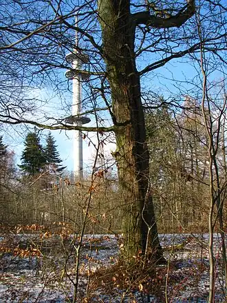 Hohes Rode mit Luthereiche und Fernmeldeturm